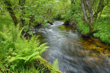 UK, England, Long exposure of clear forest stream - RUEF04022