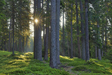 Italy, Trentino-Alto Adige, Sun shining through branches of forest trees in Dolomites - RUEF04025