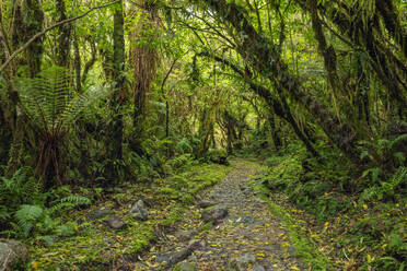 New Zealand, South Island New Zealand, Footpath through lush green temperate rainforest in Mt Cook National Park - RUEF04027