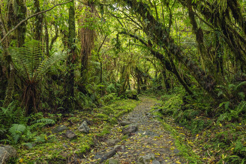 Neuseeland, Südinsel Neuseeland, Fußweg durch üppig grünen gemäßigten Regenwald im Mt Cook National Park - RUEF04027