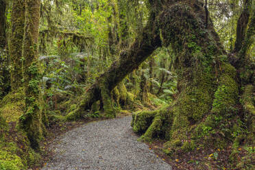 New Zealand, South Island New Zealand, Footpath through lush green temperate rainforest in Mt Cook National Park - RUEF04028