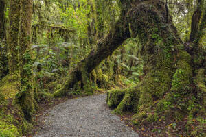 Neuseeland, Südinsel Neuseeland, Fußweg durch üppig grünen gemäßigten Regenwald im Mt Cook National Park - RUEF04028
