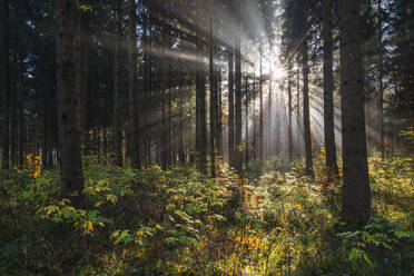 Deutschland, Baden-Württemberg, Aufgehende Sonne wirft Strahlen durch Äste von Waldbäumen auf der Schwäbischen Alb - RUEF04035