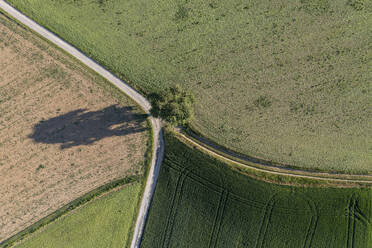 Deutschland, Baden-Württemberg, Luftaufnahme eines einzelnen Baums, der an einer Kreuzung von Feldwegen wächst, die sich zwischen landwirtschaftlichen Feldern erstrecken - RUEF04039