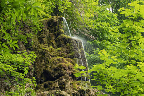 Deutschland, Baden-Württemberg, Gutersteiner Wasserfall plätschert über moosbedeckten Tuffstein - RUEF04040