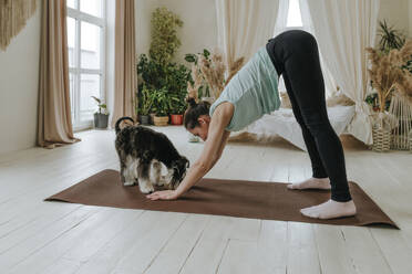 Woman practicing yoga pose with Schnauzer dog on exercise mat at home - YTF00738
