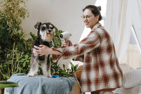 Glückliche Frau, die einen Schnauzer-Hund zu Hause mit einem Fön trocknet - YTF00755