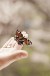 Pfau Schmetterling auf der Hand eines Mannes - ONAF00501