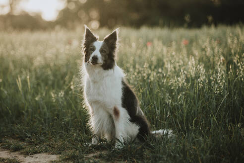 Border Collie Hund sitzend im Feld bei Sonnenuntergang - GMLF01424