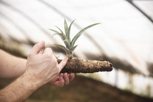 Mann misst Rhizom einer Ananaspflanze mit dem Finger - PCLF00449