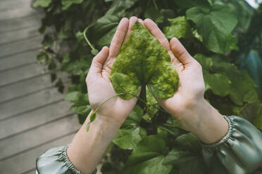 Hands of woman holding leaf in greenhouse - NDEF00584