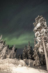Snow covered trees under Aurora Borealis in sky at night - LHPF01516
