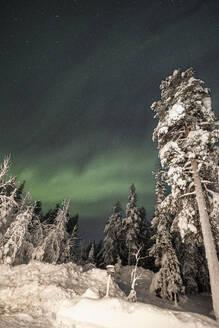 Schneebedeckte Bäume unter Aurora Borealis am nächtlichen Himmel - LHPF01516