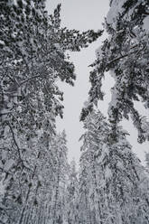 Landschaftlicher Blick auf schneebedeckte Bäume unter dem Himmel - LHPF01519