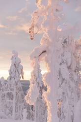 Frozen trees with snow in winter - LHPF01523