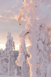 Gefrorene Bäume mit Schnee im Winter - LHPF01523