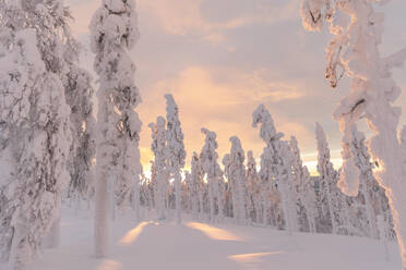 Snow covered landscape with trees under sky - LHPF01526