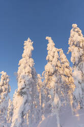 Hohe gefrorene Bäume unter strahlend blauem Himmel - LHPF01537