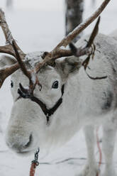 Reindeer on snow-covered field - LHPF01538