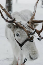 Reindeer on snow-covered field - LHPF01539
