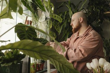 Man examining houseplants standing by window - VIVF00746