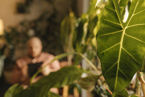 Frisches grünes Blatt einer Pflanze zu Hause mit einem Mann im Hintergrund - VIVF00763
