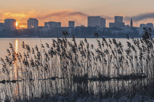 Germany, Hamburg, Reeds growing on shore of Alster Lake at dawn - KEBF02731