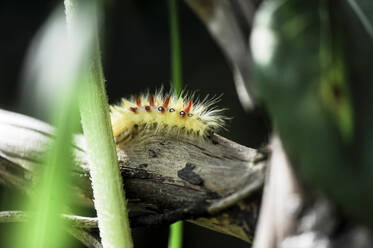 Raupe der Ahornart (Acronicta aceris) kriecht auf einem Ast - HHF05868