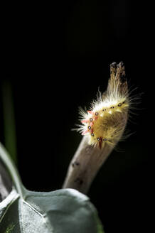 Sycamore (Acronicta aceris) caterpillar crawling on branch - HHF05869