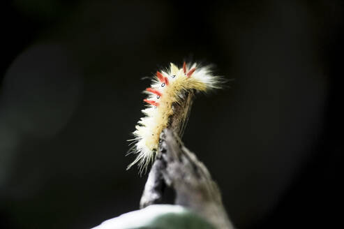 Raupe der Ahornart (Acronicta aceris) kriecht auf einem Ast - HHF05870