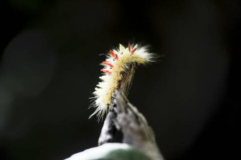 Sycamore (Acronicta aceris) caterpillar crawling on branch - HHF05870