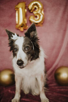 Border collie dog wearing crown - GMLF01462