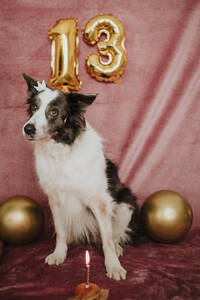 Border Collie Hund inmitten von goldenen Luftballons - GMLF01463