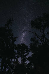 Silhouette of trees under night sky - LHPF01585