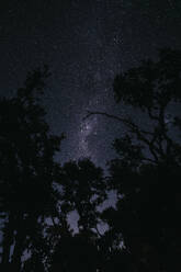 Silhouette von Bäumen unter dem Nachthimmel - LHPF01585