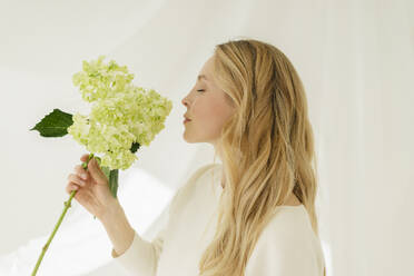 Blonde Frau mit geschlossenen Augen riecht an Hortensienblüten vor einem Vorhang - SEAF01914