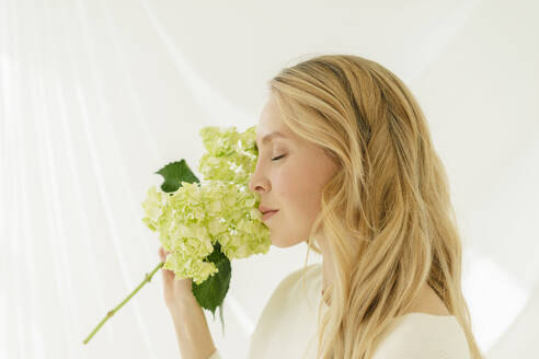Frau mit geschlossenen Augen riecht an einer Hortensienblüte durch einen durchsichtigen Vorhang - SEAF01916
