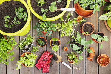 Planting of various herbs and vegetables in balcony garden - GWF07784