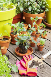 Planting of various herbs and vegetables in balcony garden - GWF07788