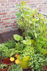 Green herbs cultivated in balcony garden - GWF07789