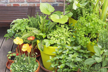 Green herbs cultivated in balcony garden - GWF07790