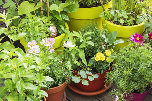 Grüne Kräuter und essbare Blumen im Balkongarten angebaut - GWF07792