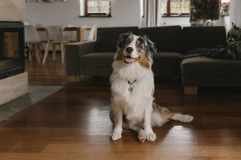 Australian Shepherd sitzt zu Hause auf dem Hartholzboden - VIVF00767