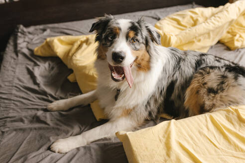 Australian Shepherd liegt zu Hause auf dem Bett - VIVF00795