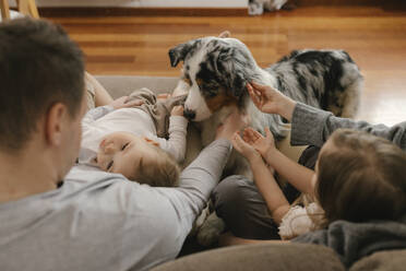 Familie streichelt Australian Shepherd zu Hause - VIVF00826