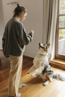 Frau trainiert Australian Shepherd Hund zu Hause - VIVF00832
