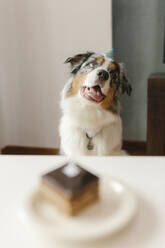 Australian Shepherd mit Kuchen auf dem Tisch zu Hause - VIVF00856