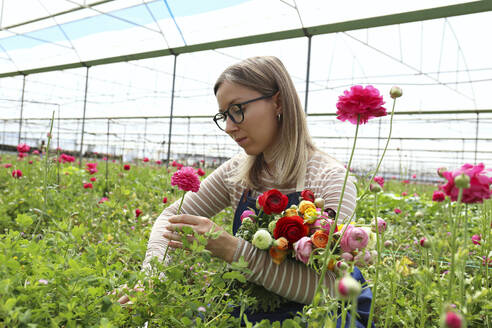 Landwirt erntet Ranunkelblüten im Gewächshaus - SYEF00378