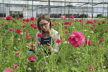 Farmer photographing flowers through smart phone in greenhouse - SYEF00384