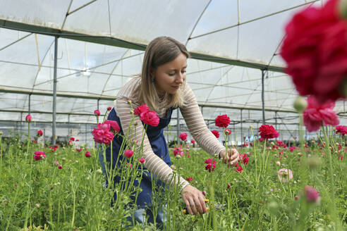 Landwirt erntet rosa Ranunkelblüten im Gewächshaus - SYEF00385